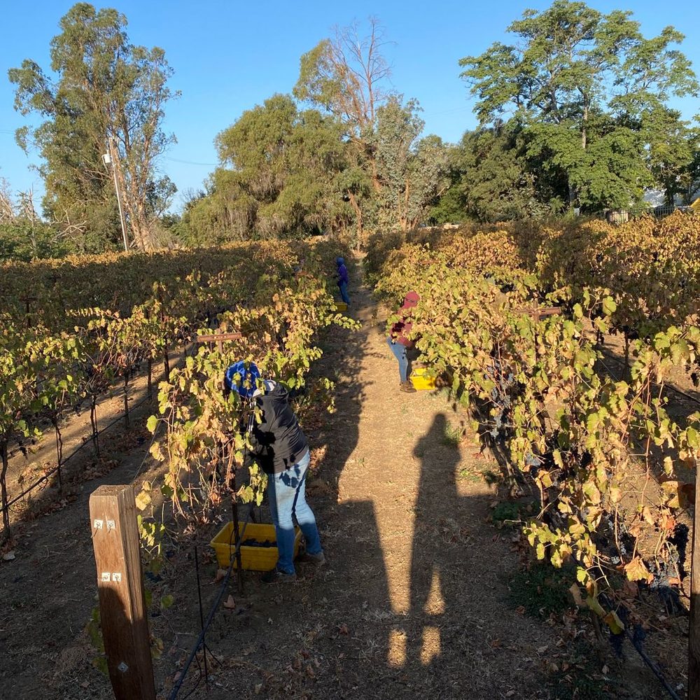 Looking down a vine row during the harvest, pickers working in the morning light