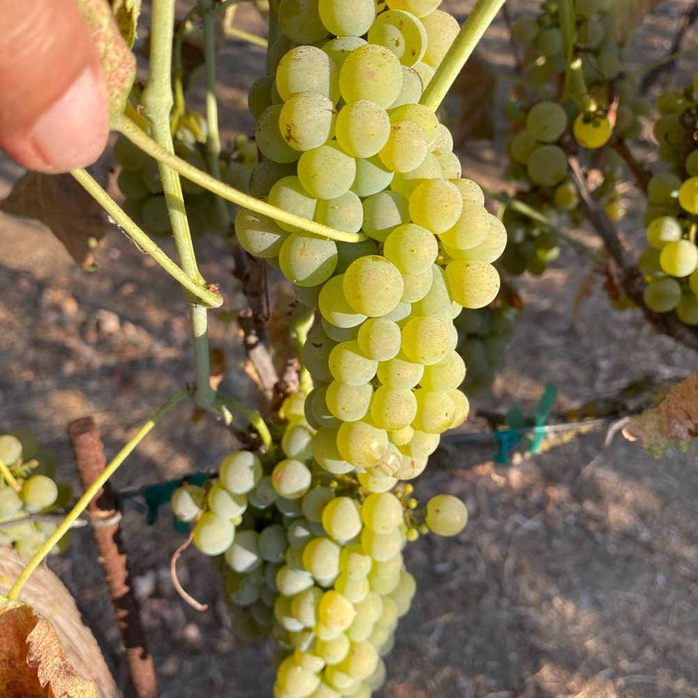 A pale gold Viognier cluster held up against the canopy