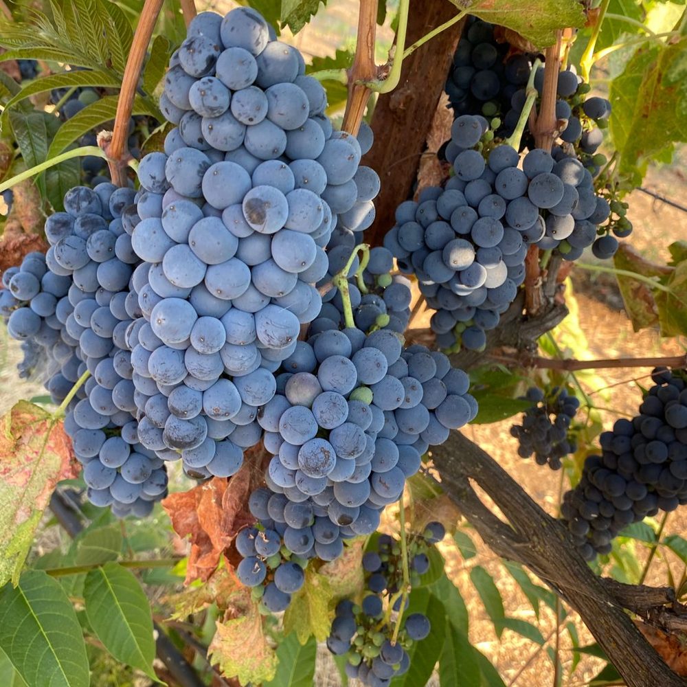 Petite Sirah clusters backlit by the sun